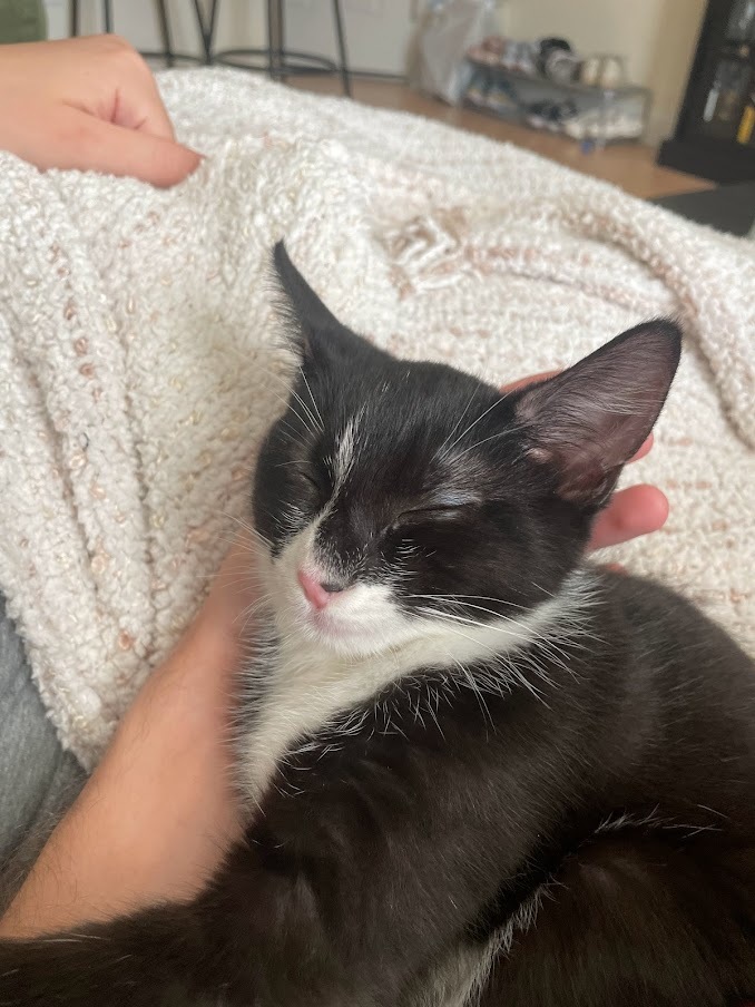 Enlarge Gigi Girl, a Adopted Domestic Short Hair in Weehawken, NJ image 4/6