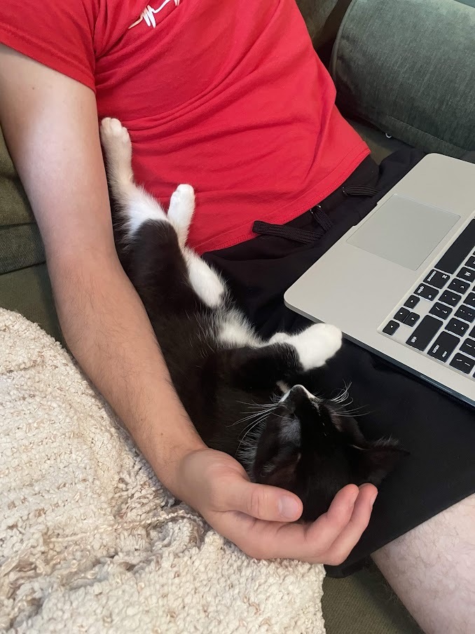 Enlarge Gigi Girl, a Adopted Domestic Short Hair in Weehawken, NJ image 5/6