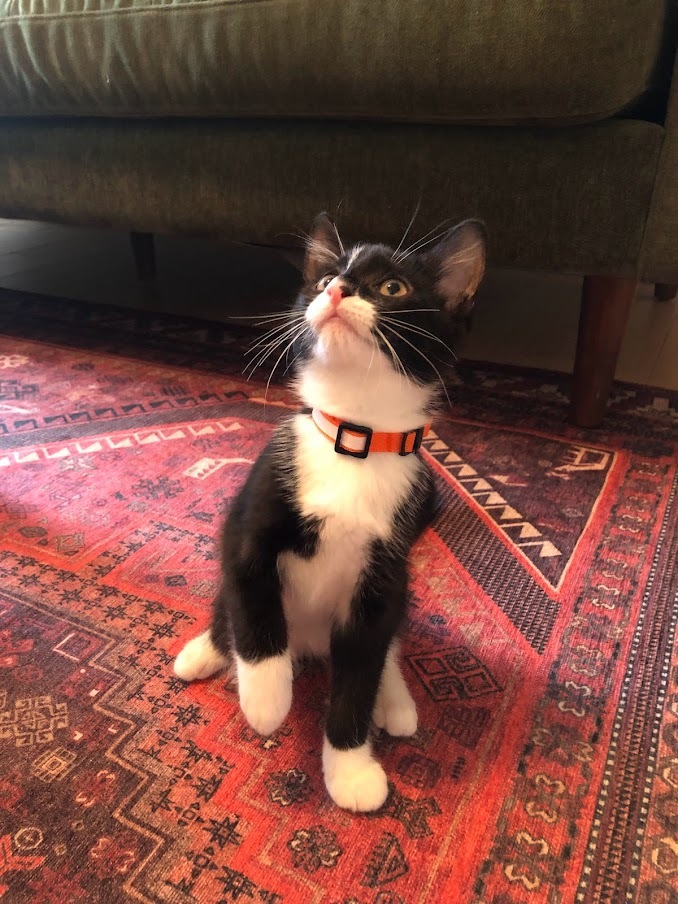 Enlarge Gigi Girl, a Adopted Domestic Short Hair in Weehawken, NJ image 6/6