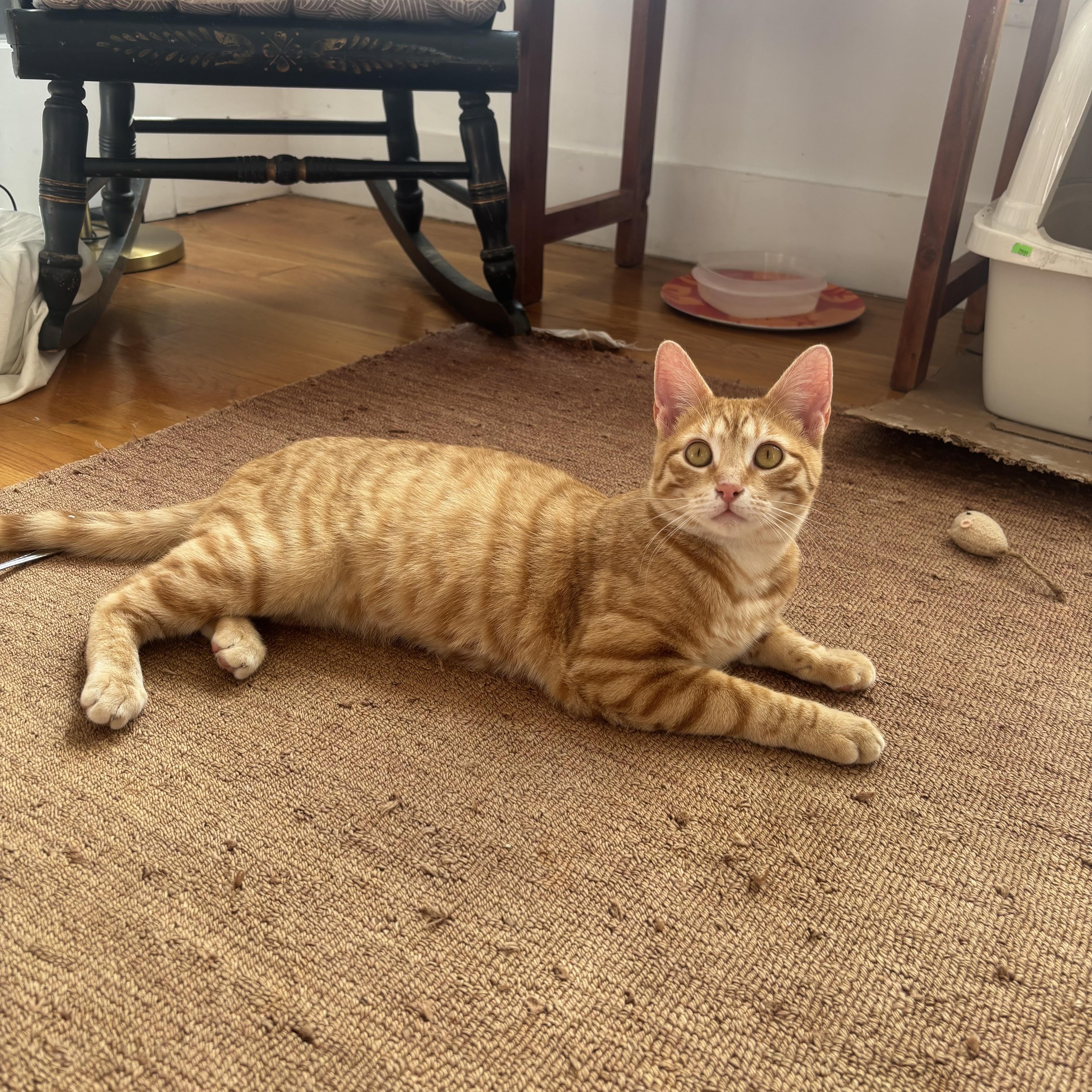 Enlarge David & Ziggy, an adopted Domestic Short Hair in Ridgewood, NY image 3/6