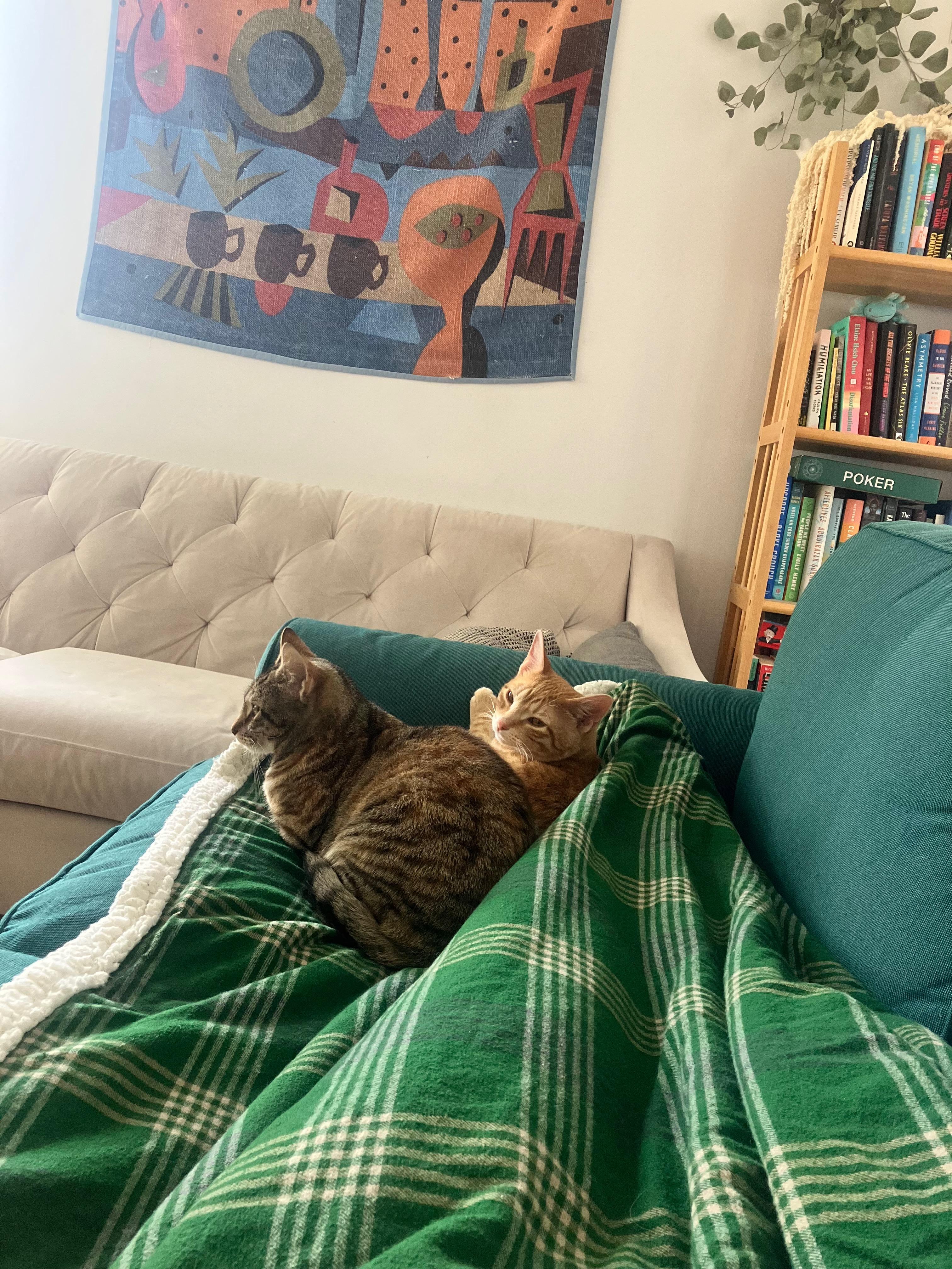 Enlarge David & Ziggy, an adopted Domestic Short Hair in Ridgewood, NY image 6/6