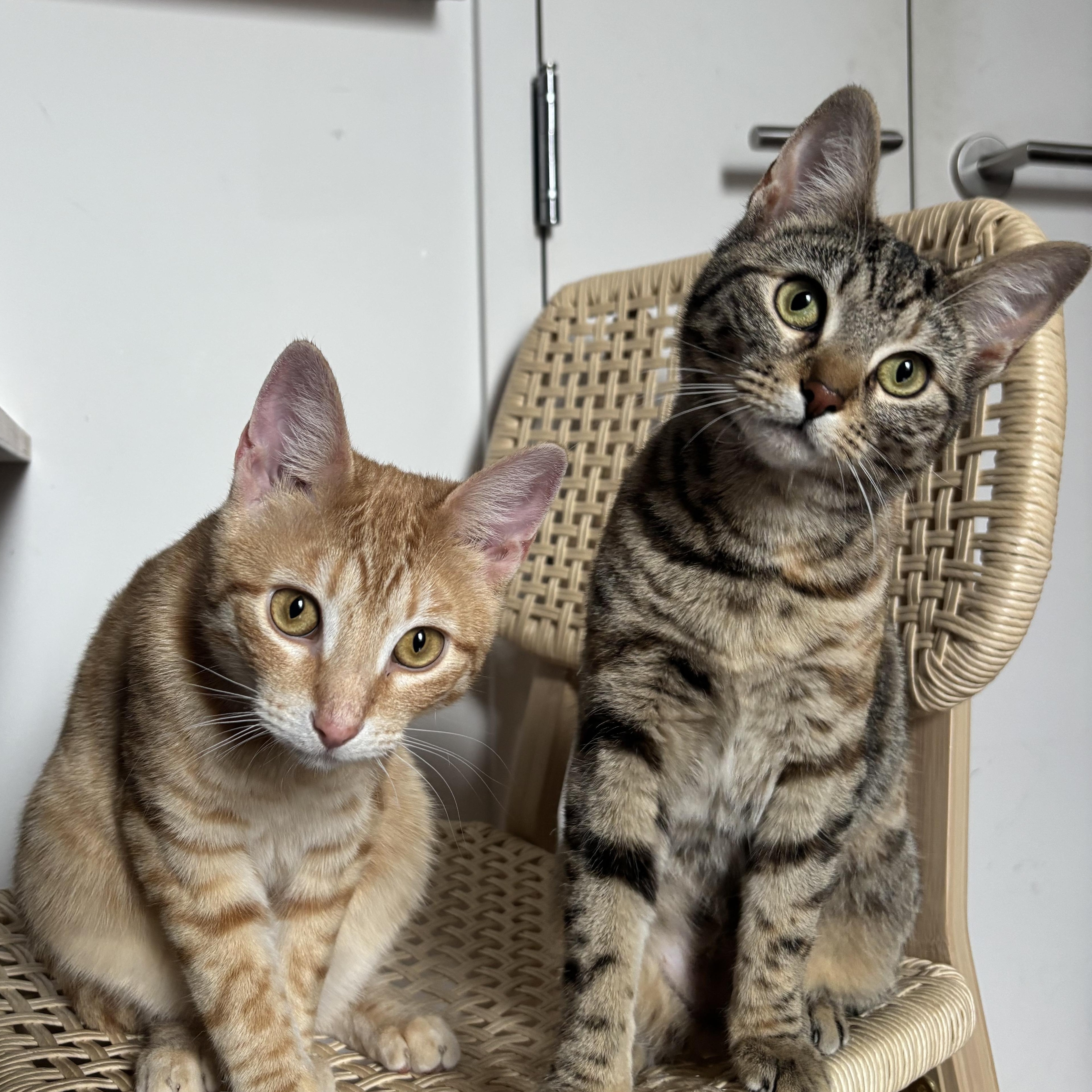 Enlarge David & Ziggy, an adopted Domestic Short Hair in Ridgewood, NY image 2/6
