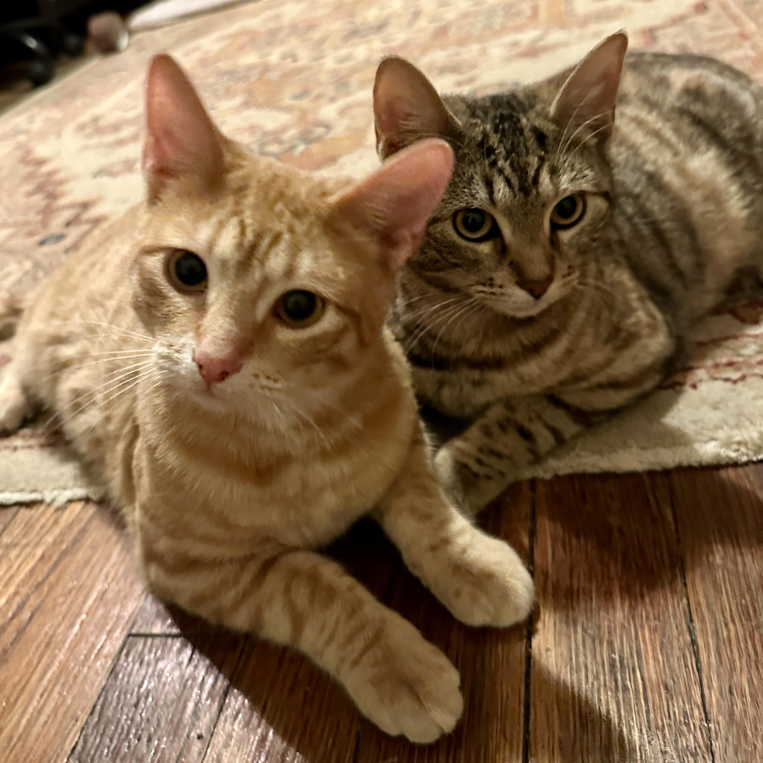 Enlarge David & Ziggy, an adopted Domestic Short Hair in Ridgewood, NY image 4/6