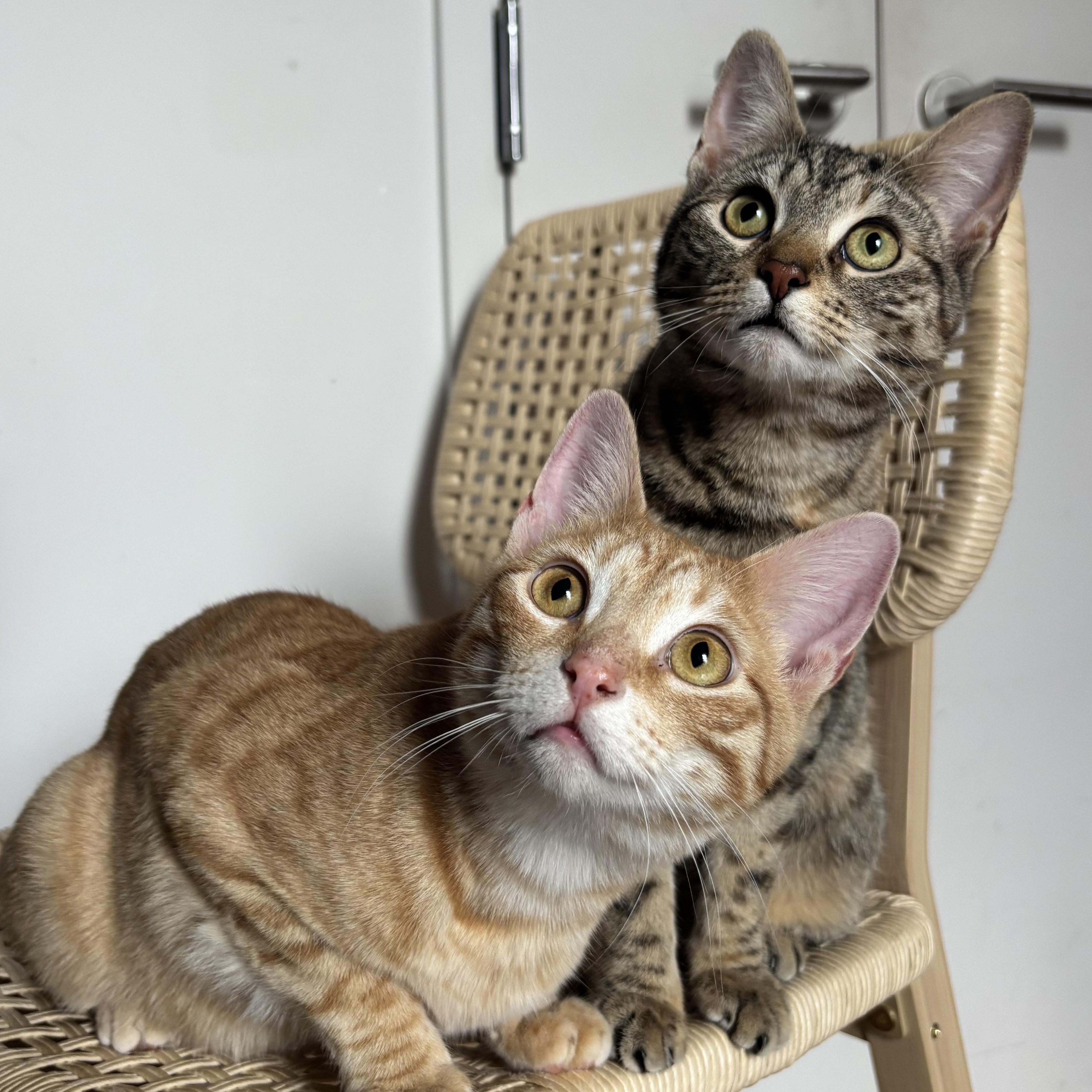 David & Ziggy, adopted, Kitten Male Domestic Short Hair.