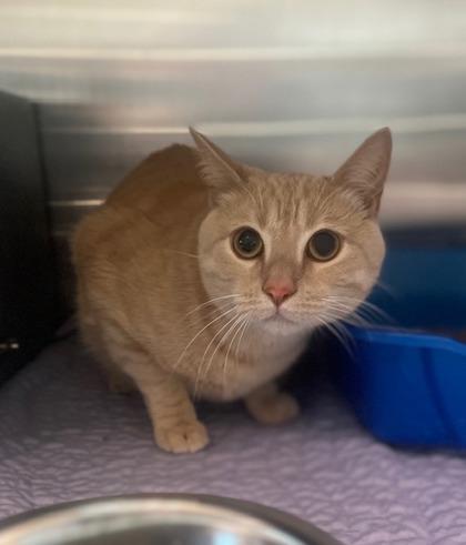 Teddy, Adoptable, Adult Male Domestic Short Hair & Domestic Short Hair.