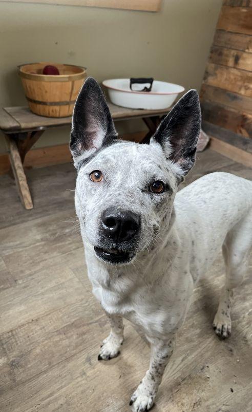 Star, Adoptable, Young Female Cattle Dog & Husky.