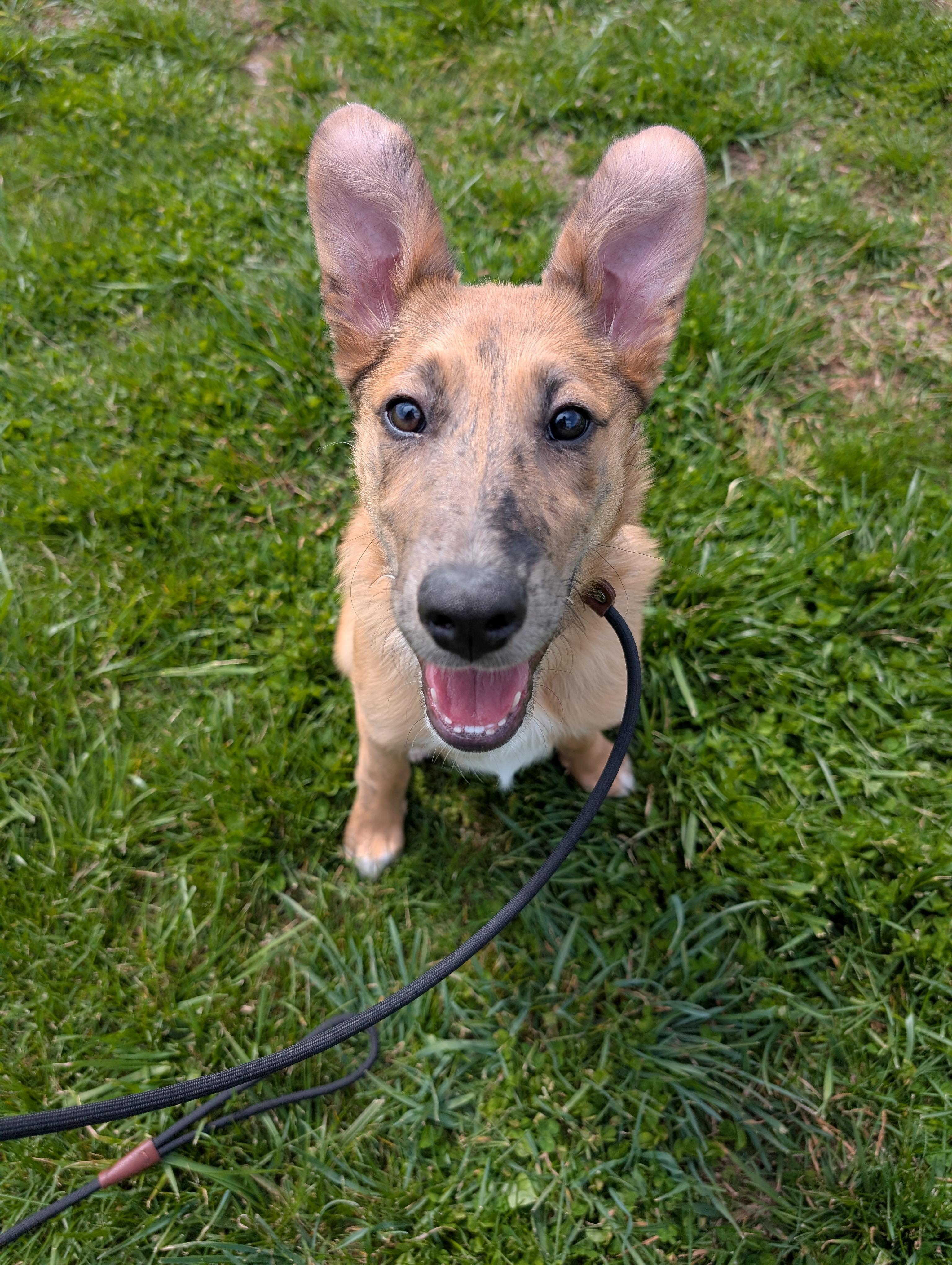 River, a ADOPTABLE mixed breed in Spring hill, TN image 1/5
