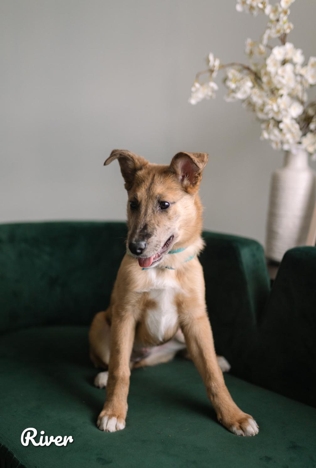 River, a ADOPTABLE mixed breed in Spring hill, TN image 2/5