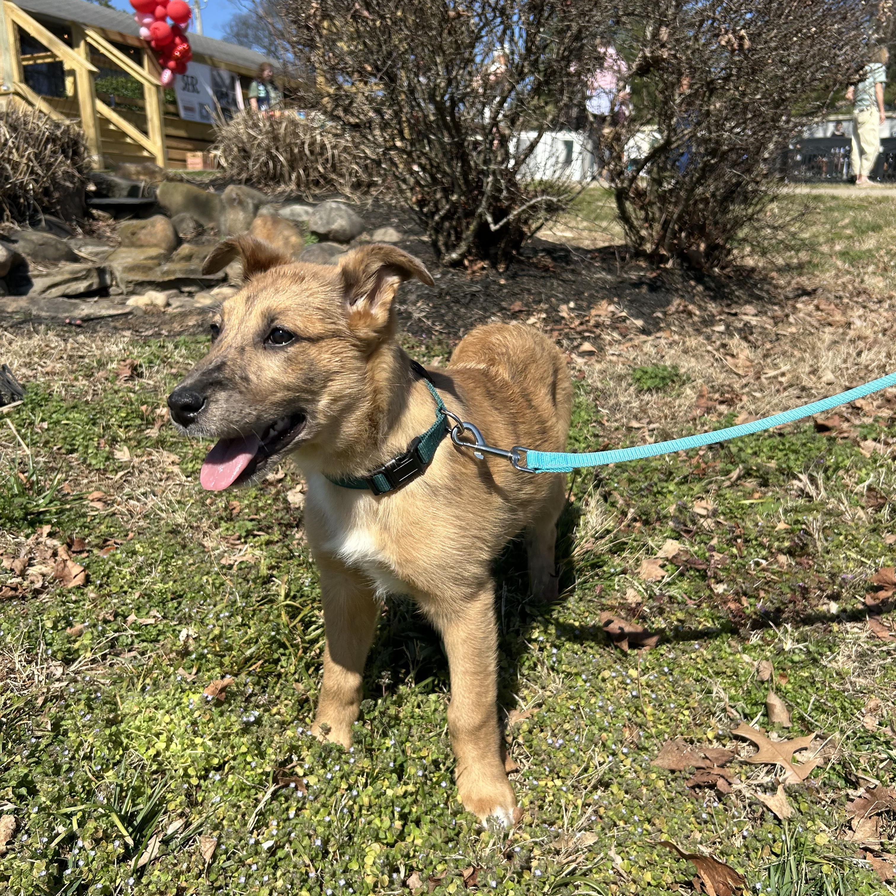 River, a ADOPTABLE mixed breed in Spring hill, TN image 4/5