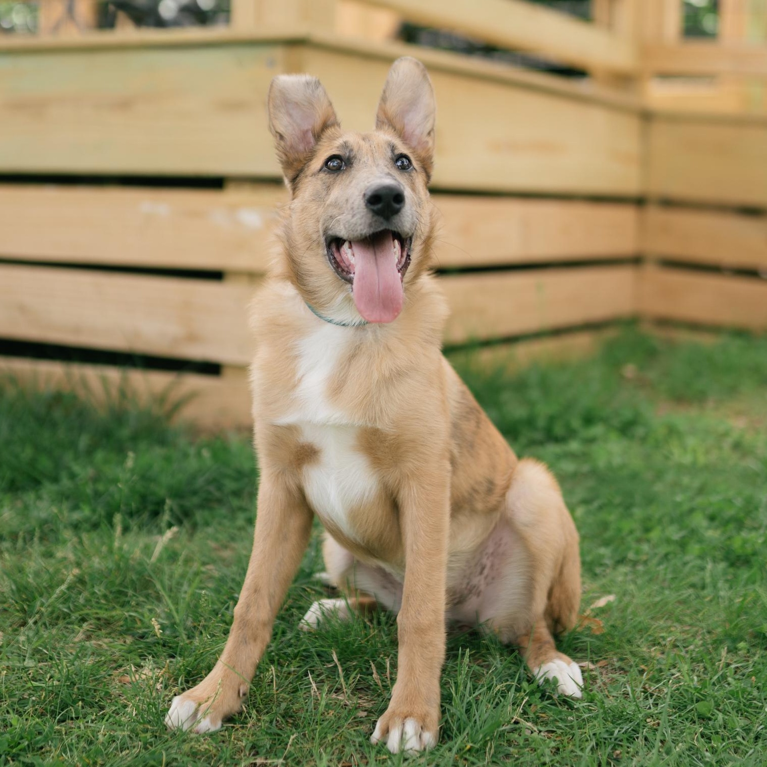 Enlarge River, a ADOPTABLE mixed breed in Spring hill, TN image 1/6