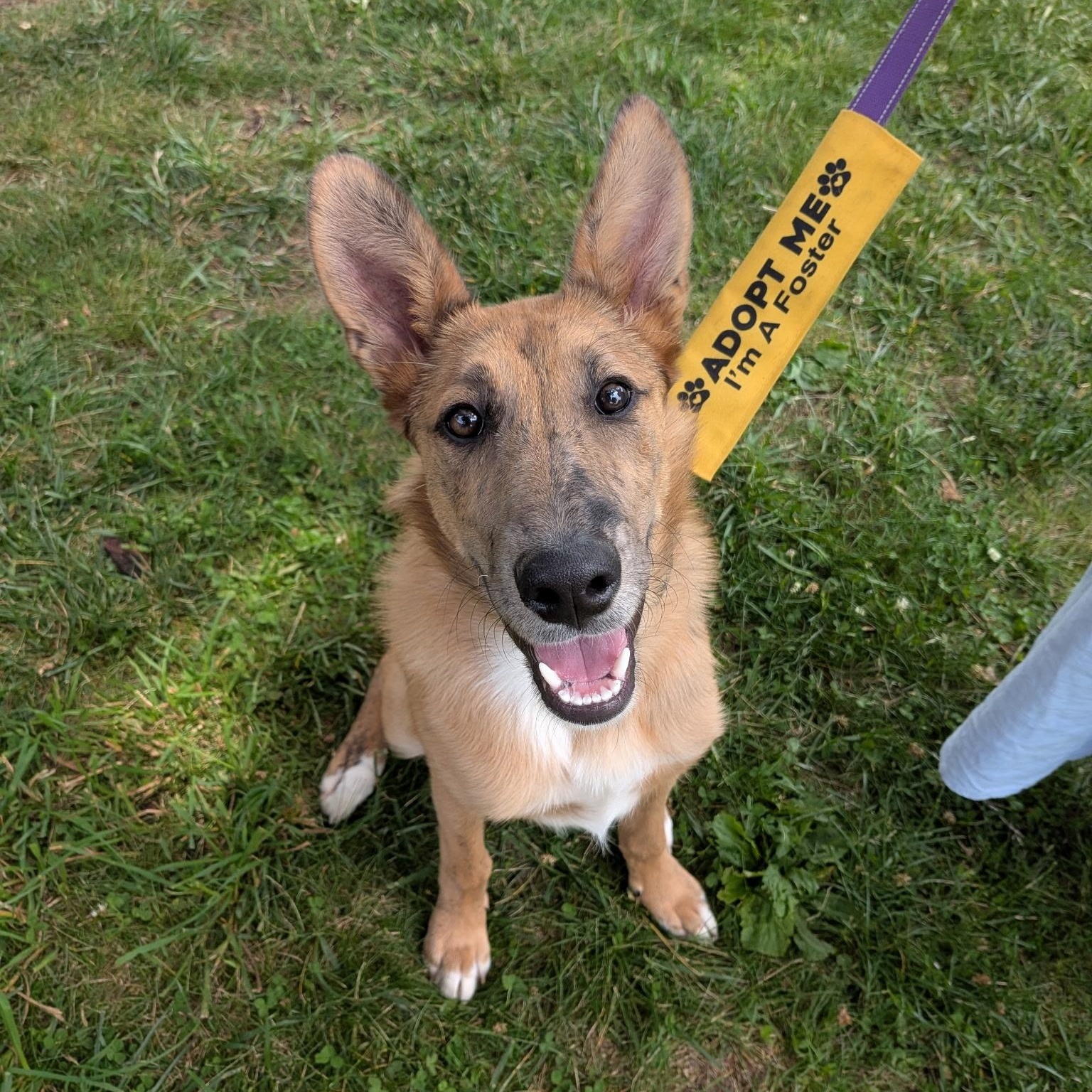 Enlarge River, a ADOPTABLE mixed breed in Spring hill, TN image 6/6