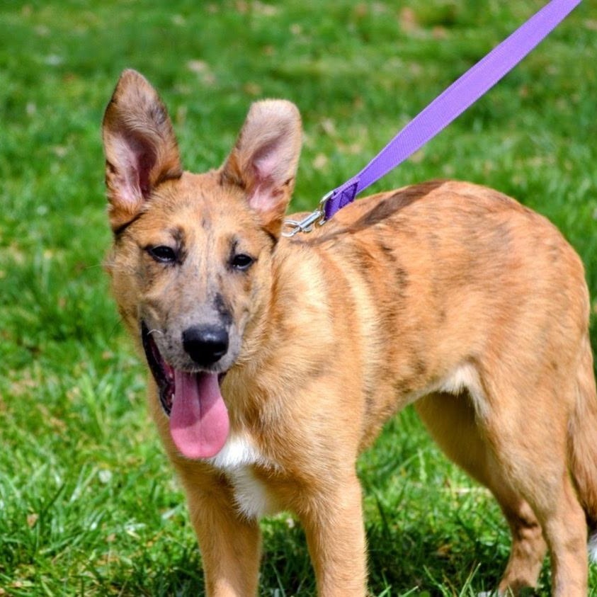 Enlarge River, a ADOPTABLE mixed breed in Spring hill, TN image 2/6