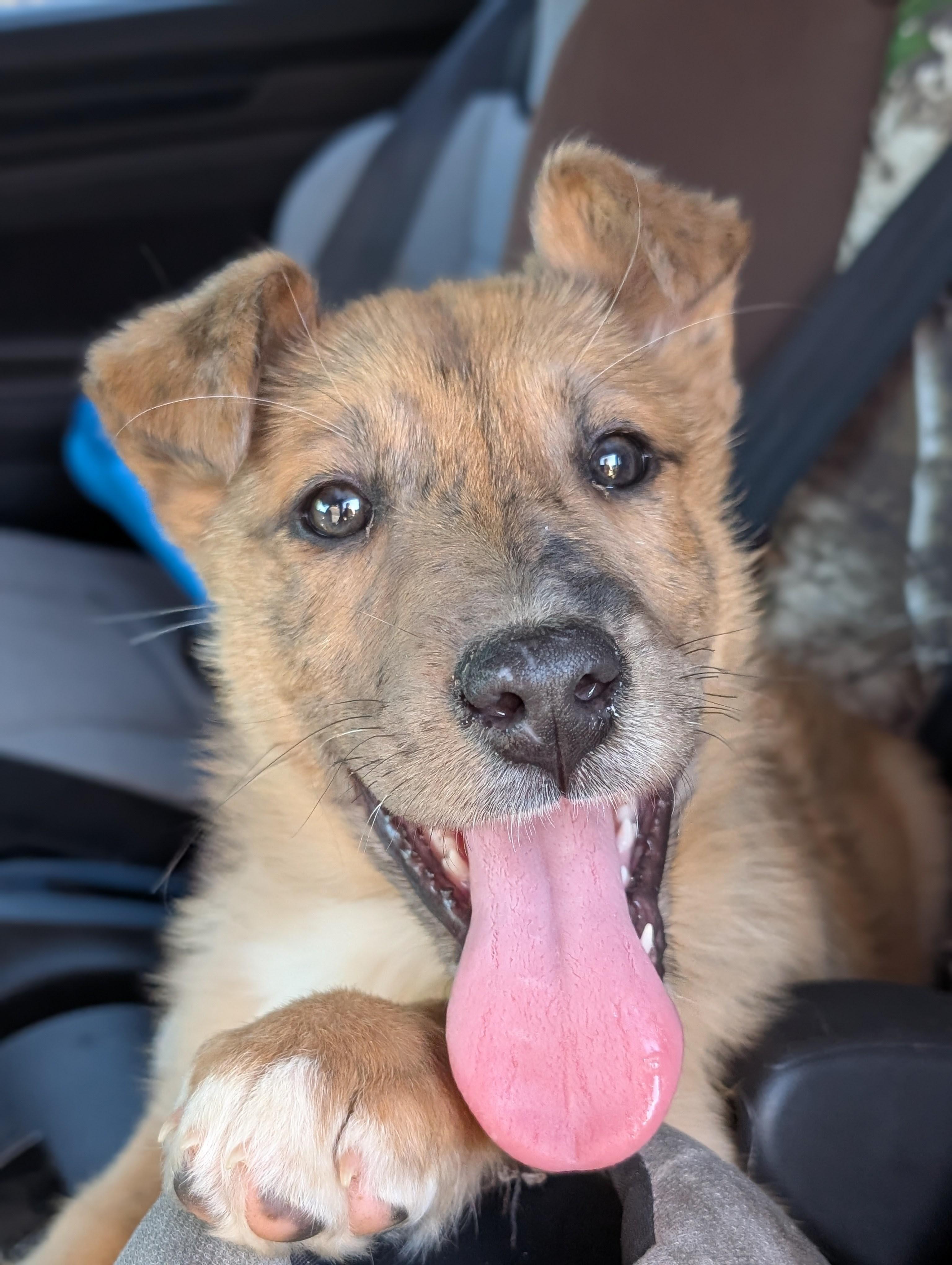 River, a ADOPTABLE mixed breed in Spring hill, TN image 3/5