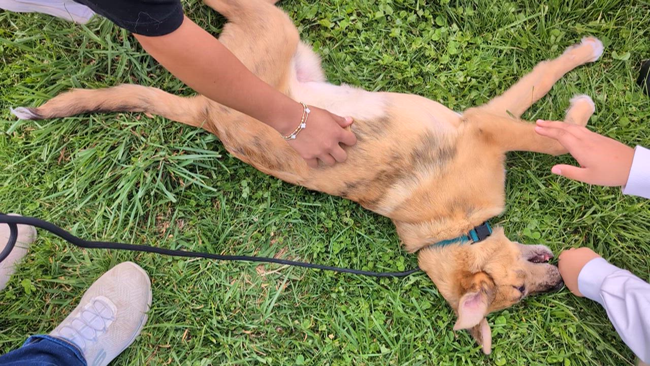 Enlarge River, a ADOPTABLE mixed breed in Spring hill, TN video 5/5