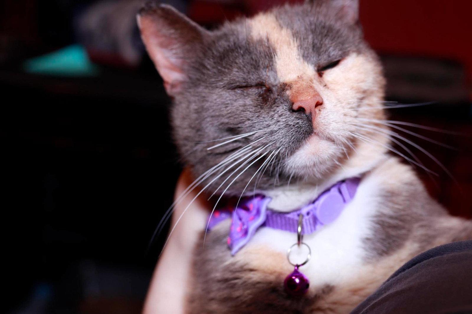 Enlarge Honey Bunny, a Adoptable Domestic Short Hair in Maple Heights, OH image 2/3