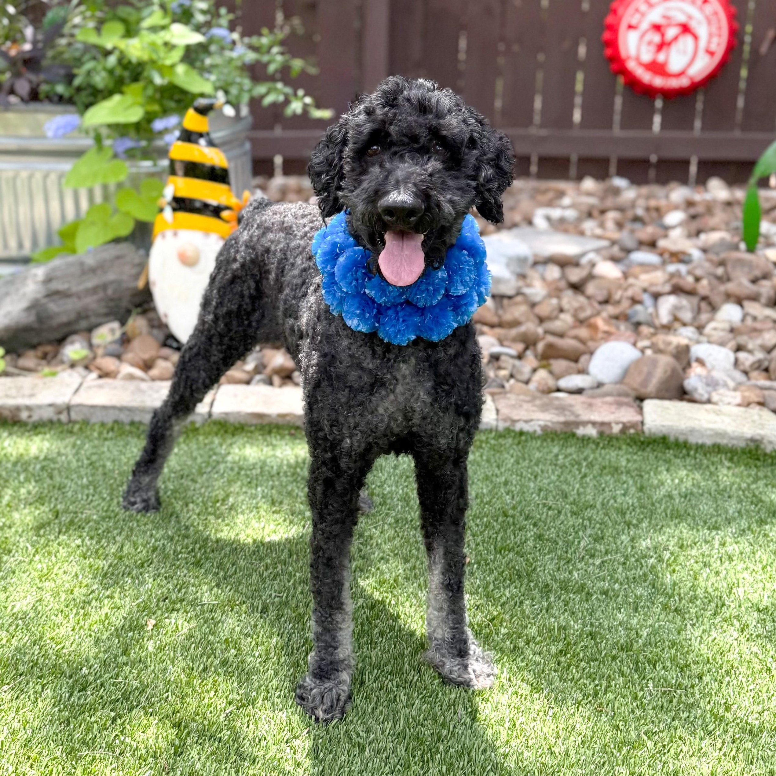 Louie, Adoptable, Adult Male Standard Poodle.