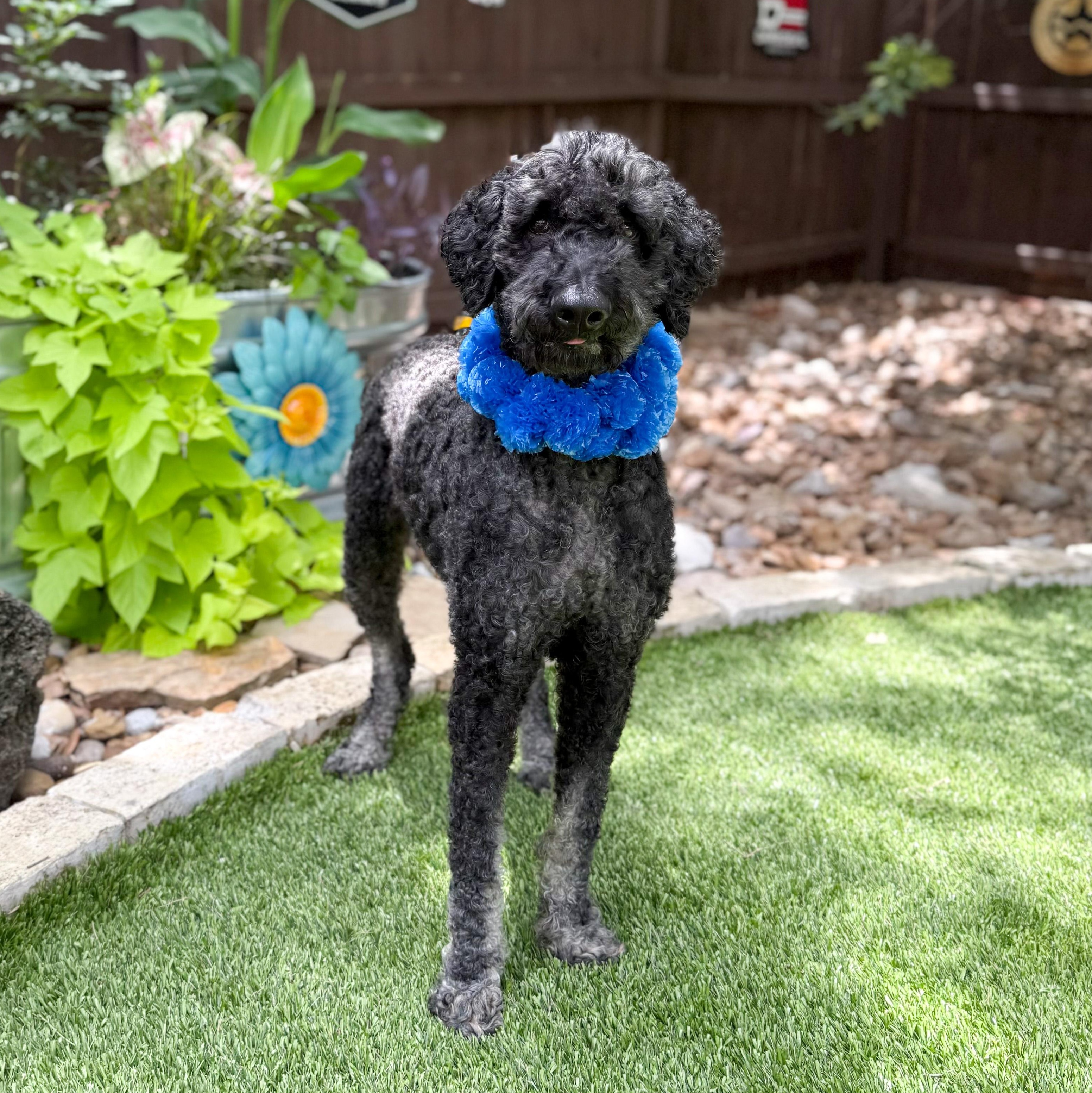 Enlarge Louie, a Adoptable Standard Poodle in Winchester, VA image 2/6