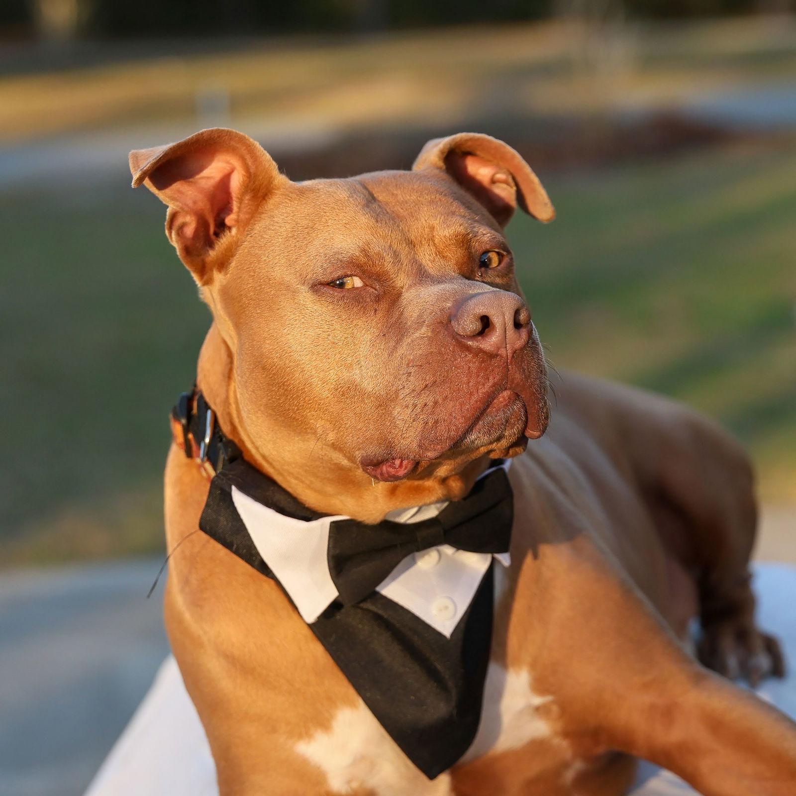 Chopper II, a Adoptable Mixed Breed in Gainesville, FL image 1/3