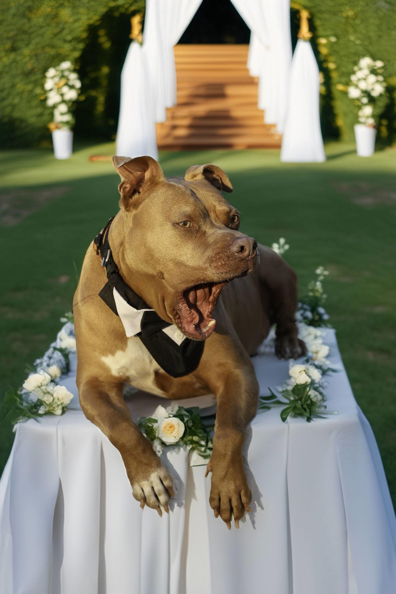 Chopper II, a Adoptable Mixed Breed in Gainesville, FL image 2/3