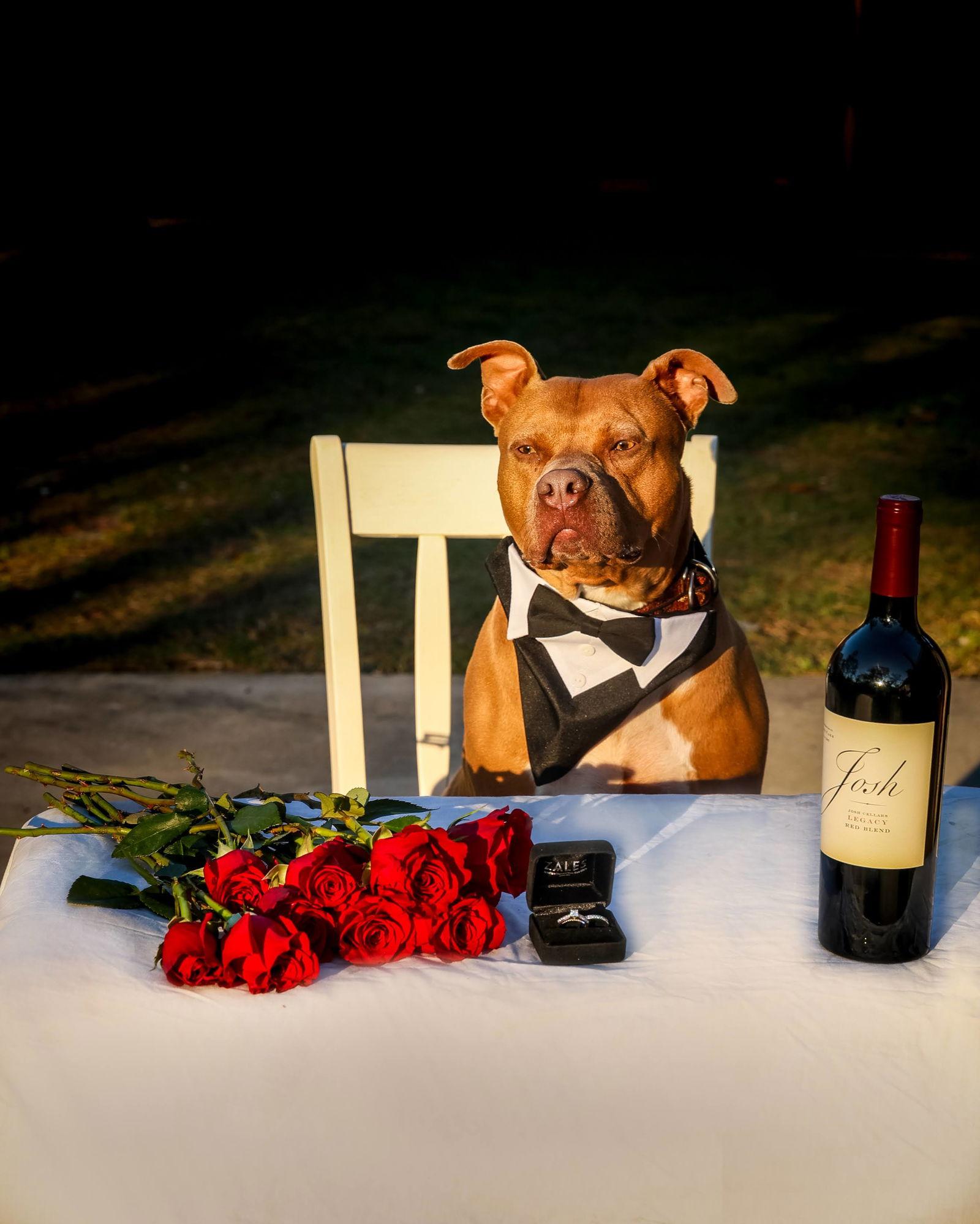 Chopper II, a Adoptable Mixed Breed in Gainesville, FL image 3/3