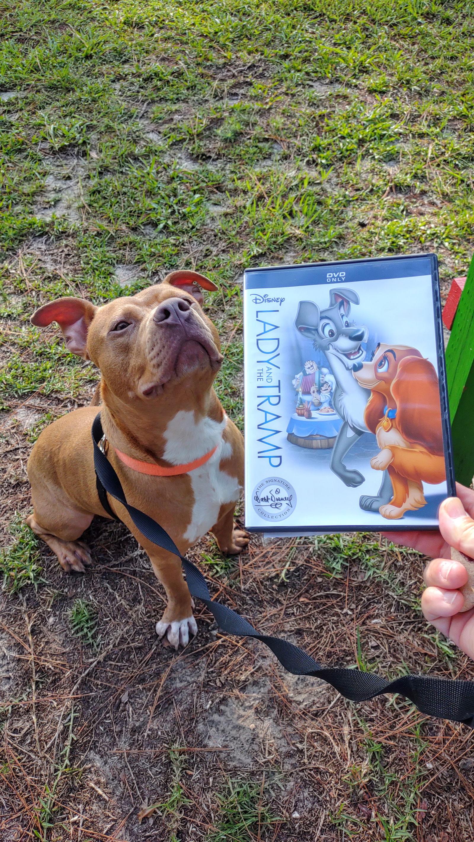 Chopper II, a Adoptable Mixed Breed in Gainesville, FL image 1/3