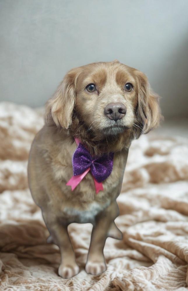 Dolly, Adopted, Adult Female Cocker Spaniel.