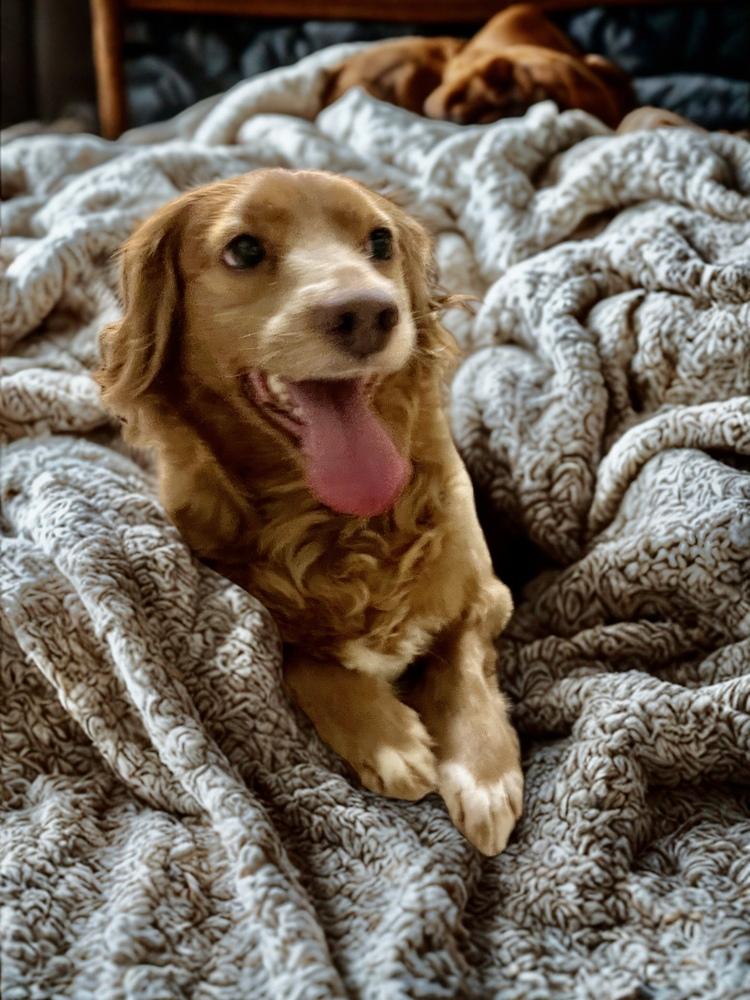 Enlarge Dolly, a Adopted mixed breed in Escondido, CA image 5/6