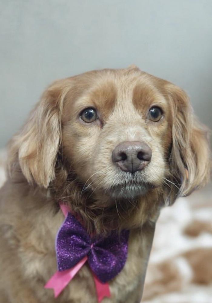 Enlarge Dolly, a Adopted mixed breed in Escondido, CA image 6/6