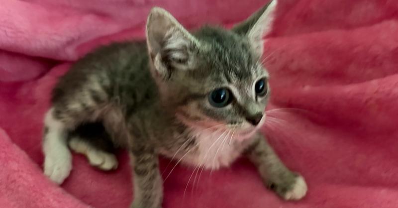 Tiddlywinks, Adoptable, Kitten Male Domestic Short Hair & Tabby.