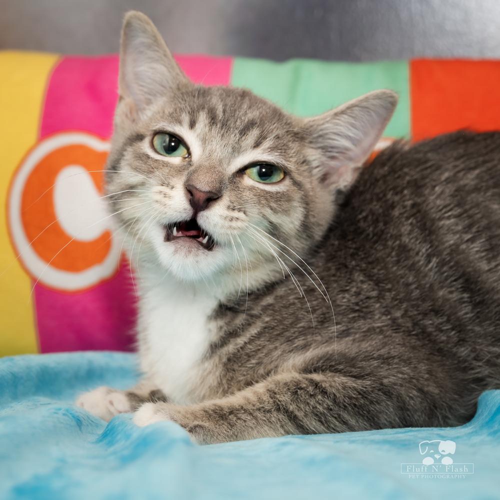 Tiddlywinks, a Adoptable mixed breed in Calimesa, CA image 4/5