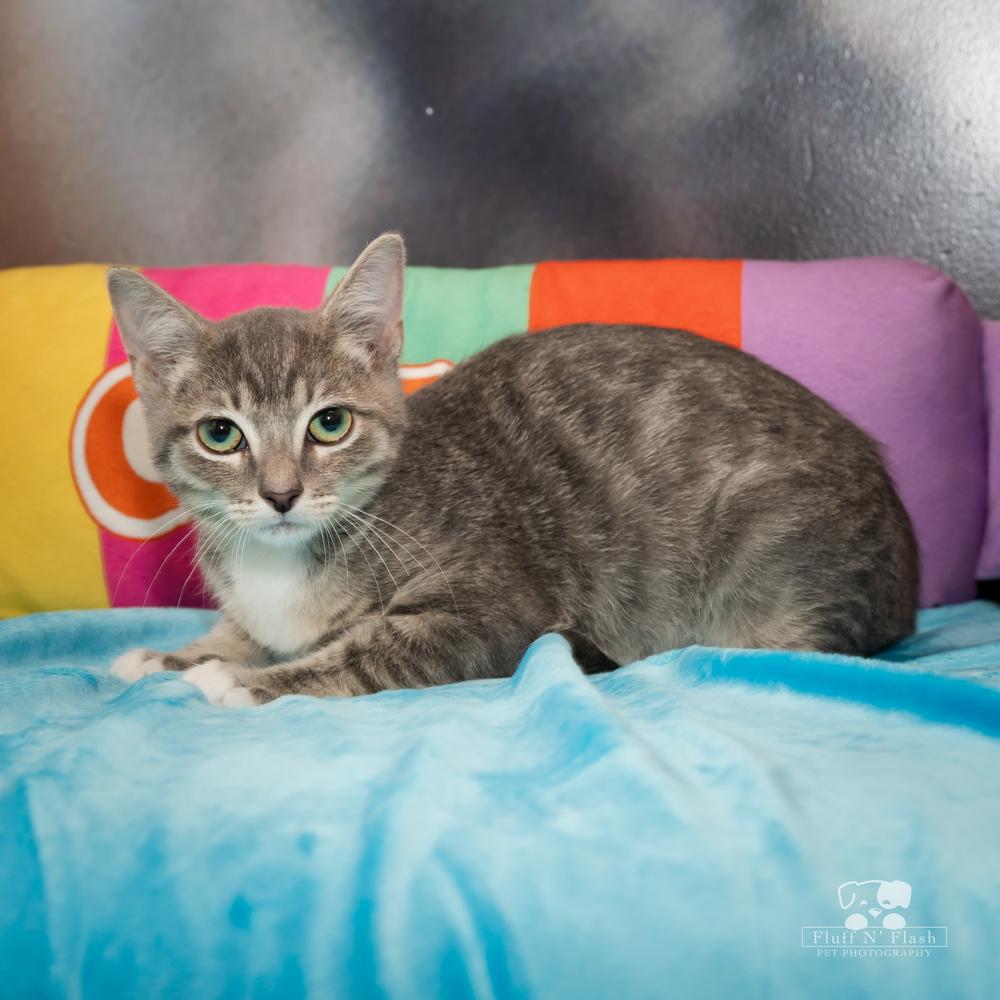 Tiddlywinks, a Adoptable mixed breed in Calimesa, CA image 5/5