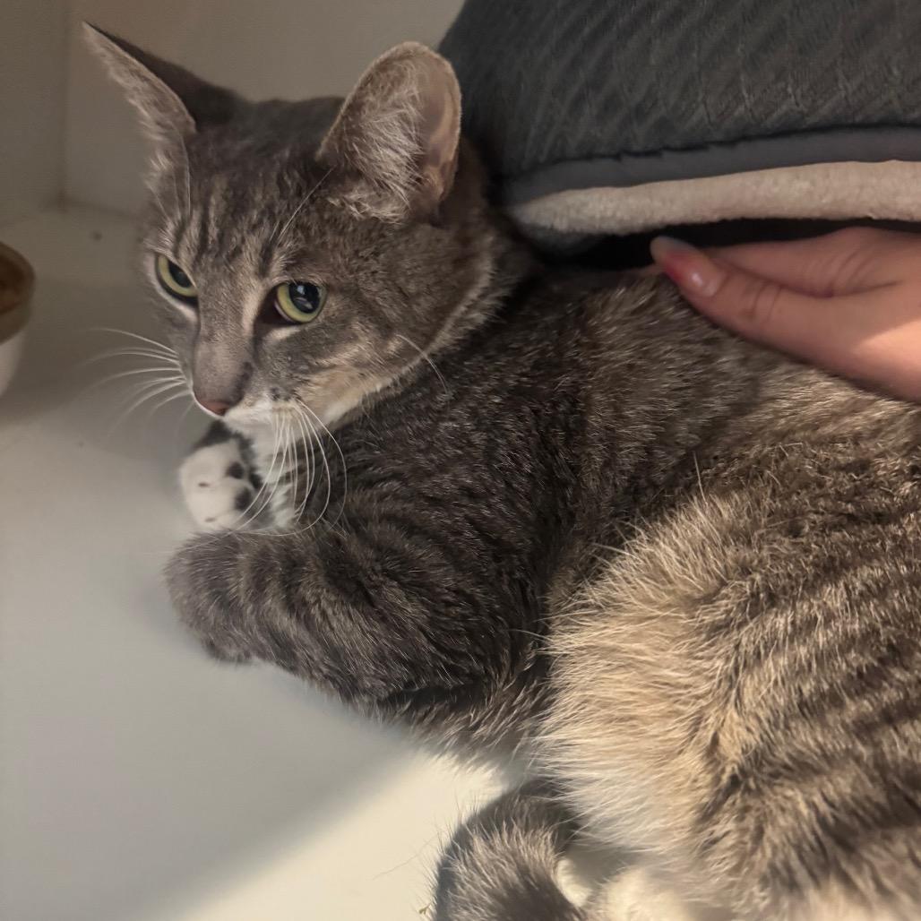 Zoe, Adoptable, Adult Female Domestic Short Hair.