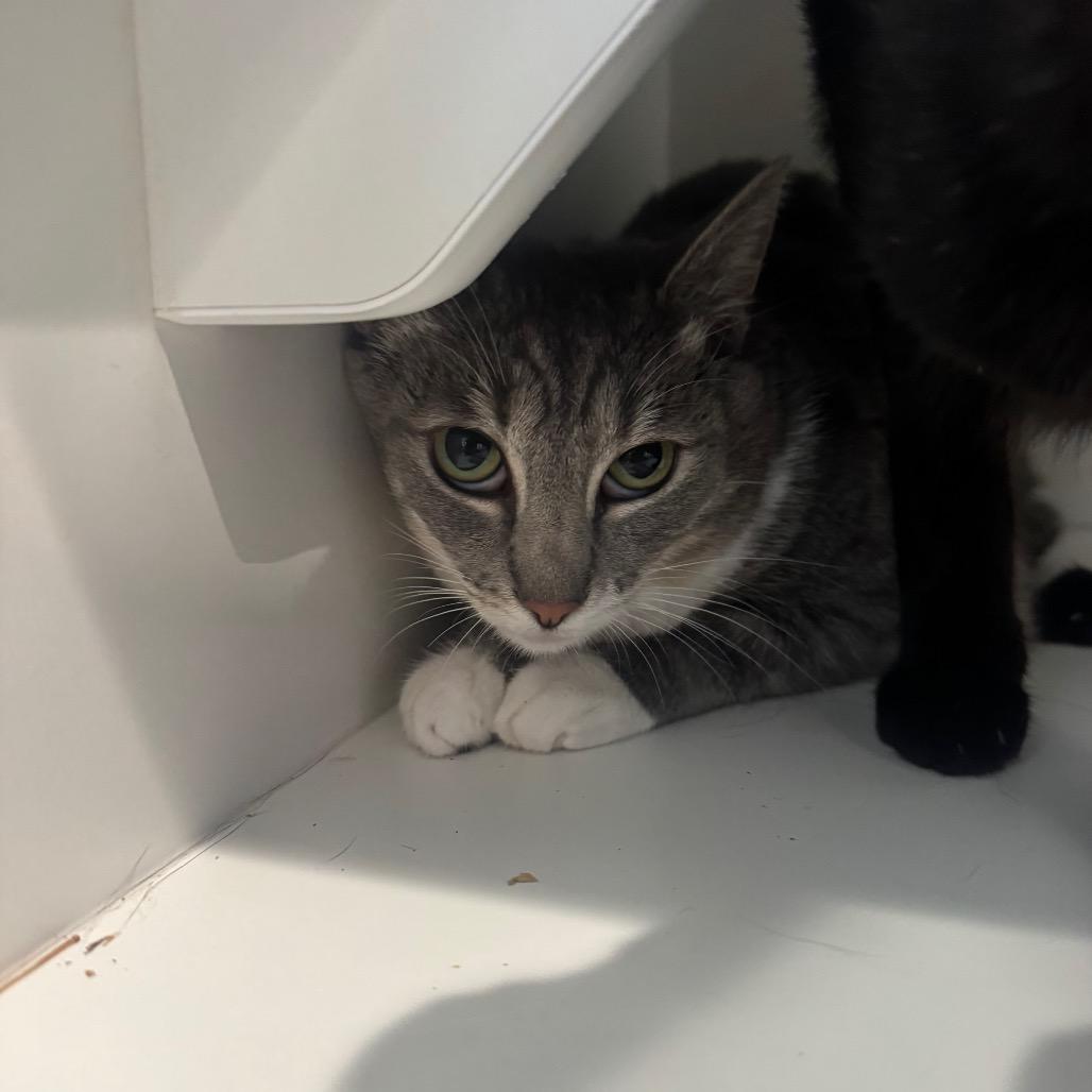 Enlarge Zoe, a Adoptable Domestic Short Hair in Buellton, CA image 2/3