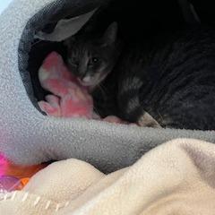Enlarge Zoe, a Adoptable Domestic Short Hair in Buellton, CA image 3/3