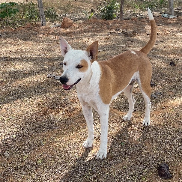 Sol, Adopted, Adult Female Feist.