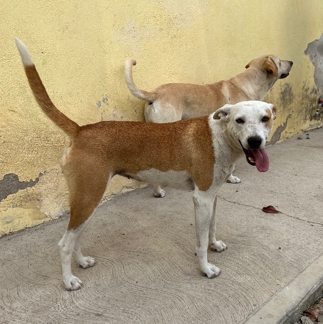 Sol, a Adopted mixed breed in Hamilton, ON image 2/8