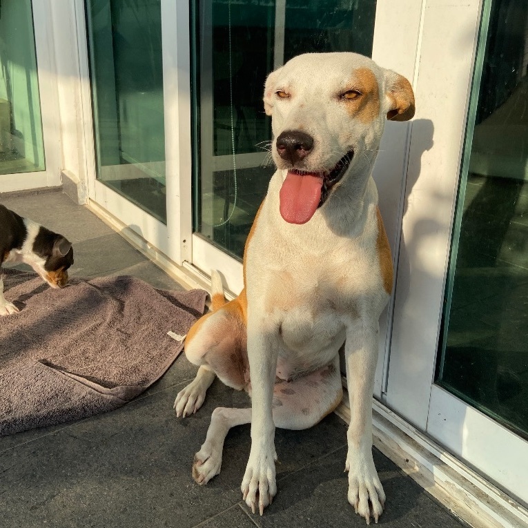 Sol, a Adopted mixed breed in Hamilton, ON image 4/8