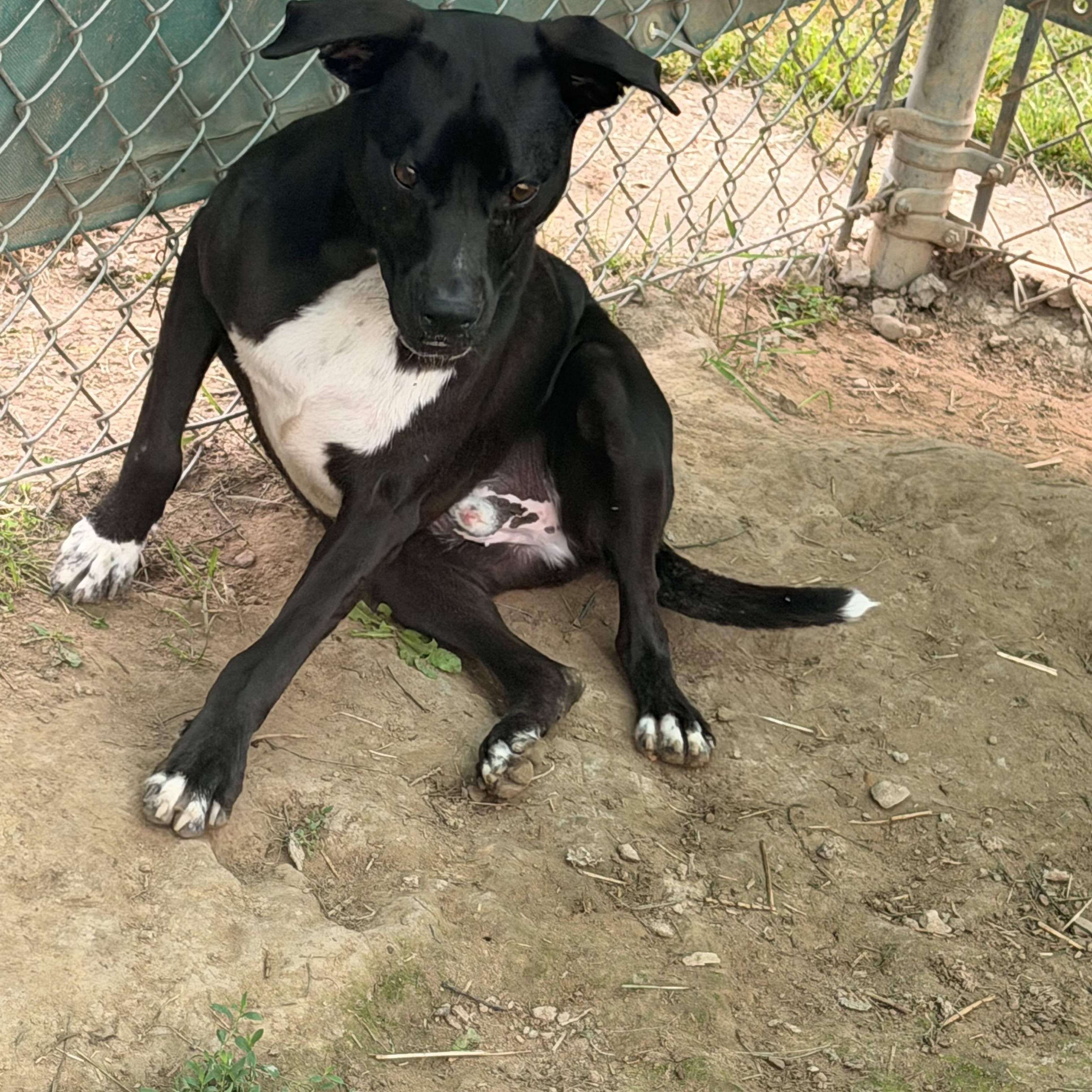 Enlarge Wally, a ADOPTABLE Pit Bull Terrier in Salem, OH image 1/1