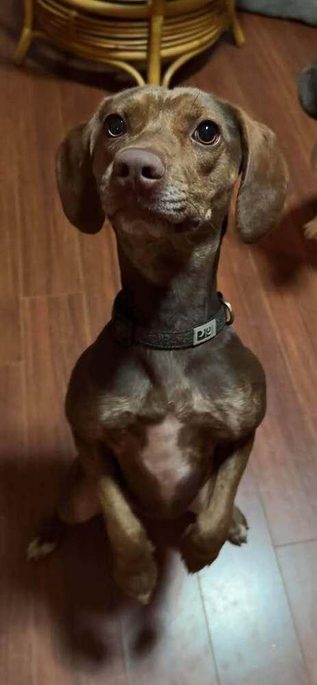 Dixie, Adoptable, Adult Female Mixed Breed.