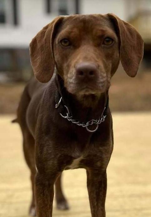 Enlarge Dixie, a Adoptable mixed breed in Woodbridge, VA image 2/2