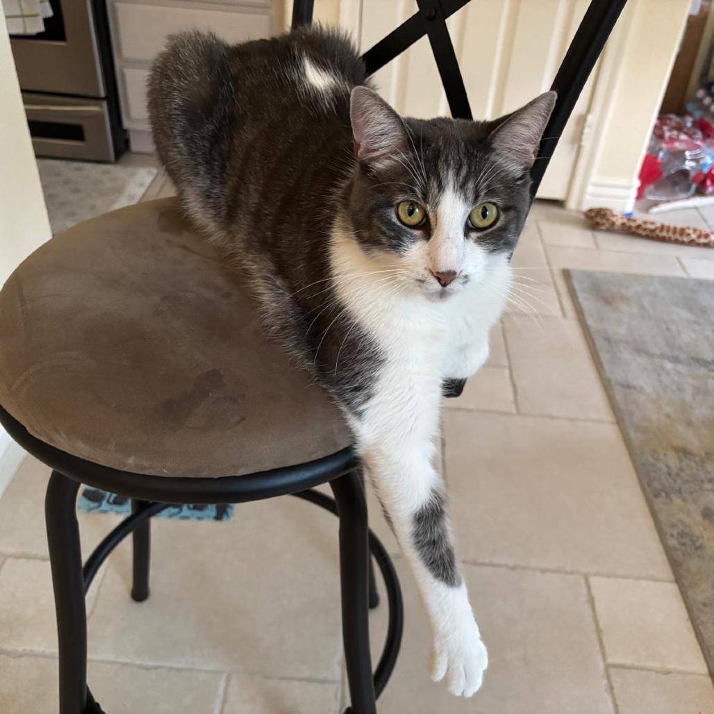 Enlarge Luigi, a Adoptable Domestic Short Hair in Las Vegas, NV image 1/3