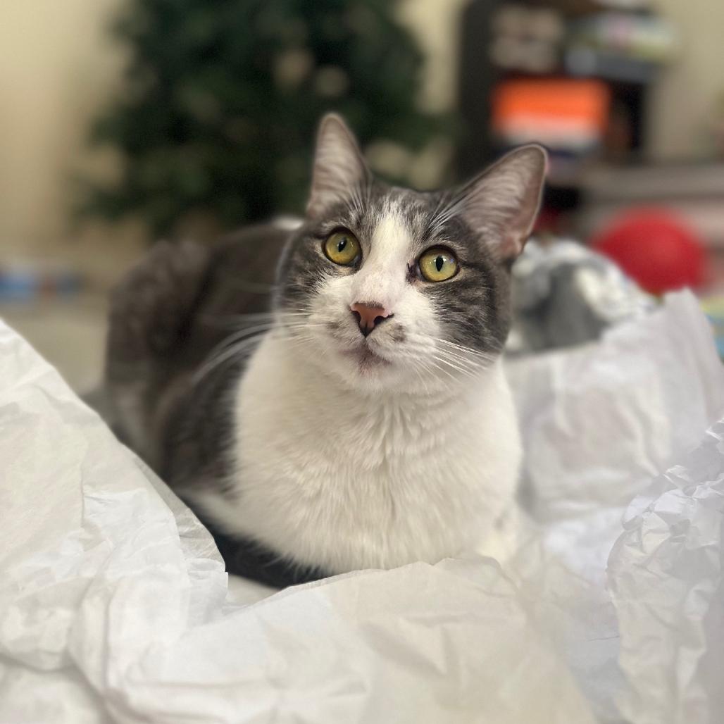 Enlarge Luigi, a Adoptable Domestic Short Hair in Las Vegas, NV image 2/3