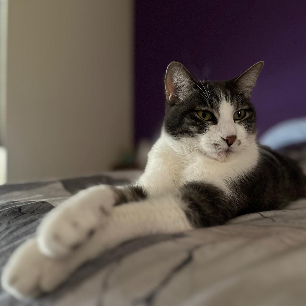 Enlarge Luigi, a Adoptable Domestic Short Hair in Las Vegas, NV image 3/3