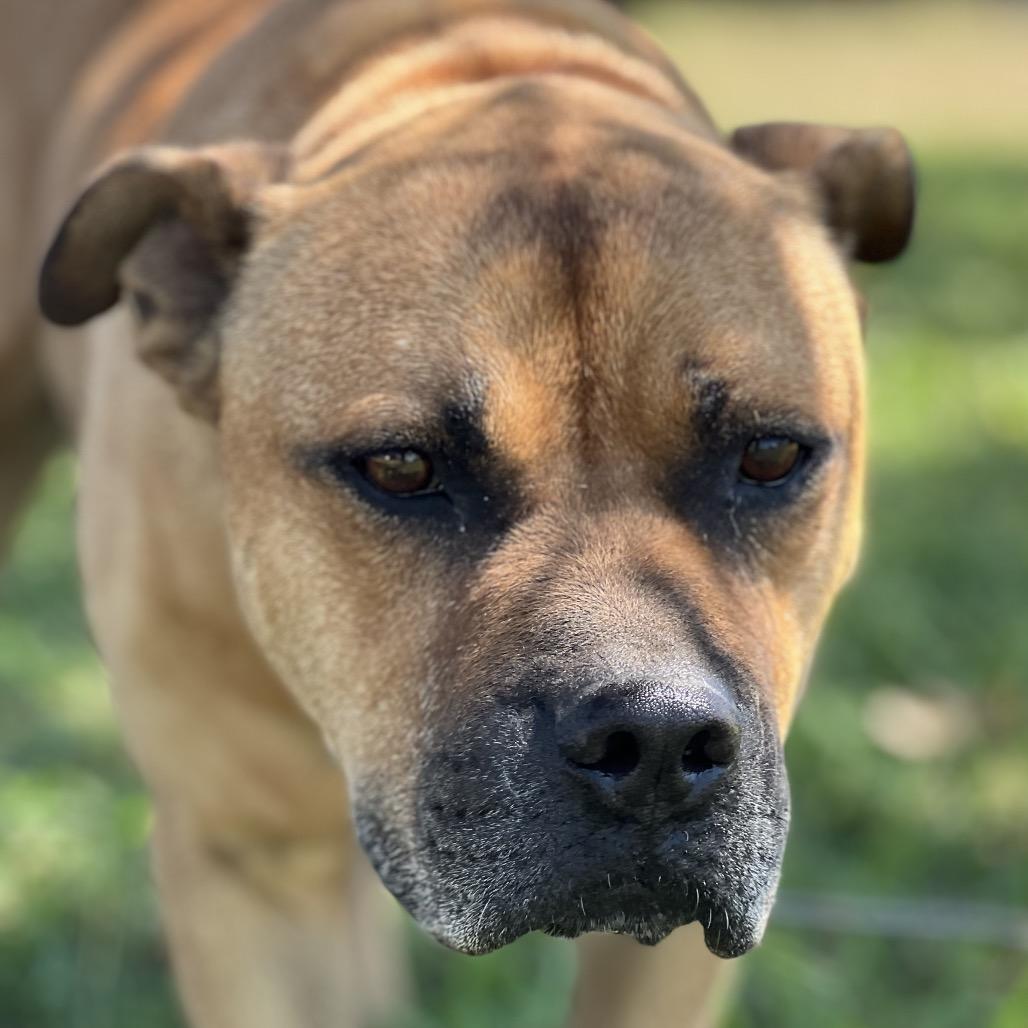 Dante, Adoptable, Senior Male Staffordshire Bull Terrier & Boxer.