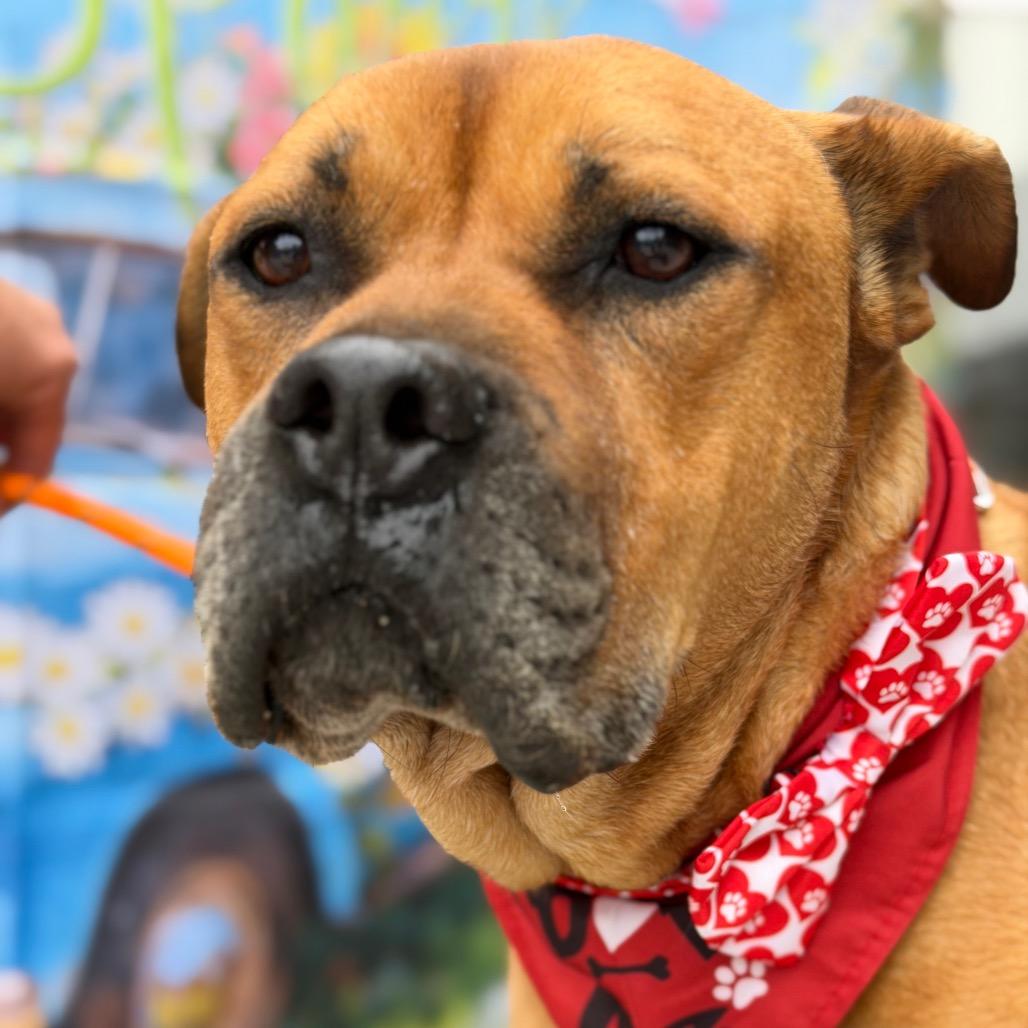 Enlarge Dante, a Adoptable mixed breed in Aledo, TX image 5/6