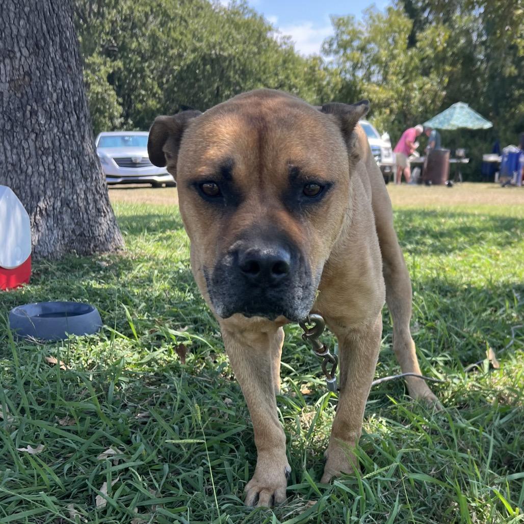 Dante, a Adoptable mixed breed in Aledo, TX image 5/6
