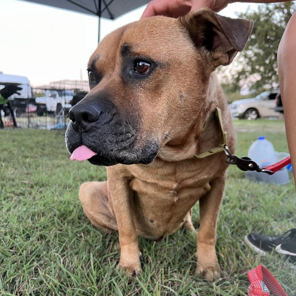 Dante, a Adoptable mixed breed in Aledo, TX image 6/6