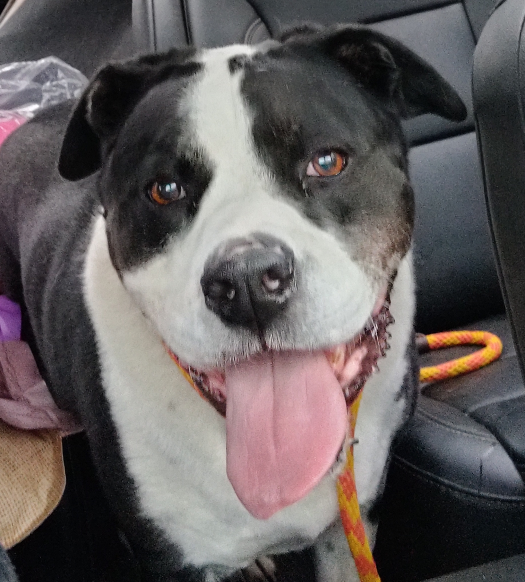 Enlarge Moose, a Adoptable mixed breed in Gainesville, GA image 1/2