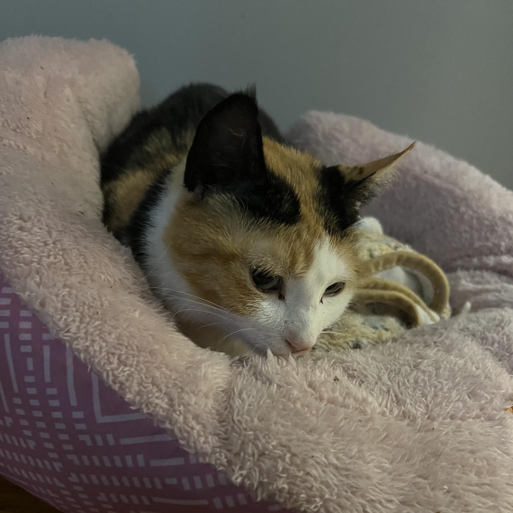 Mabel 2 — thumbnail 2