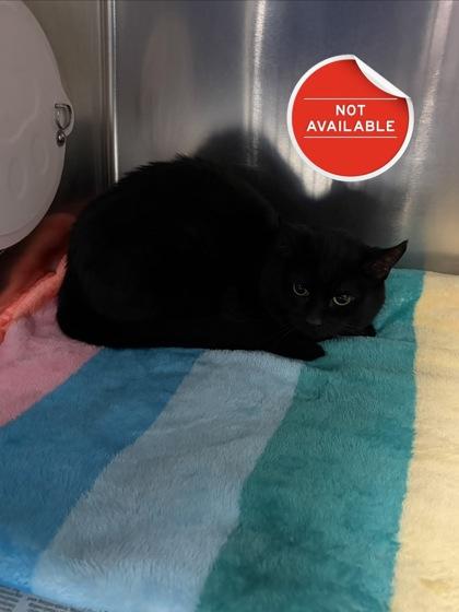 Boots, Adoptable, Adult Male Domestic Short Hair & Domestic Short Hair.